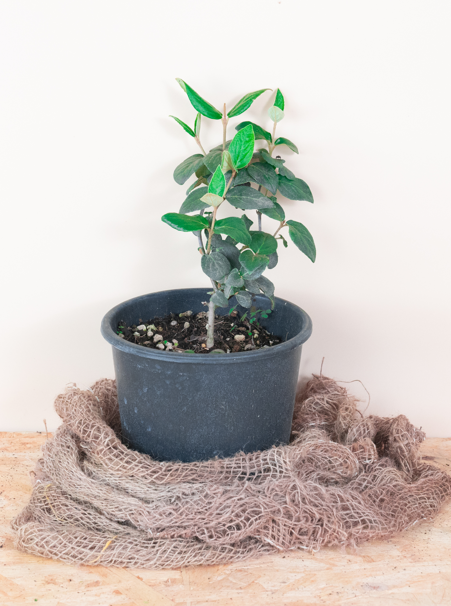 54 - Viburnum Carlesii